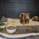 3 friendly, bonded Guinea Pigs -supplies for extra