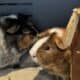 3 friendly, bonded Guinea Pigs -supplies for extra