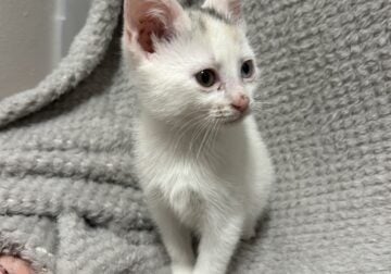 Kitten For sale