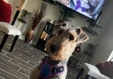 Airedale Terrier (Pure)
