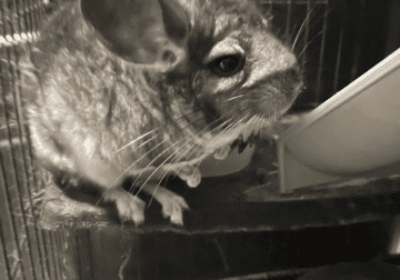Chinchilla female with crate and accessories