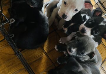 XL bully/terrier puppies