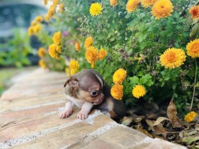 Registered Chihuahua Puppy (Male)