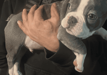 French bulldog akc registered more photos…