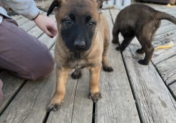 Belgian malinois puppies for sale!