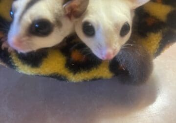 Sugar gliders (2) fixed males. 1.5 years old.
