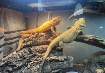 Bearded Dragons w/EVERYTHING