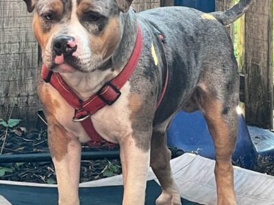 American Bully for sale