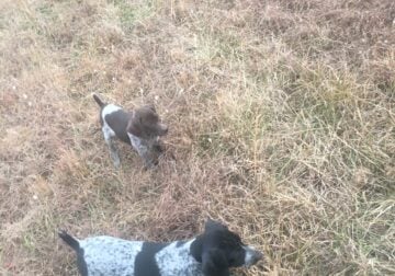 German Shorthaired Puppies