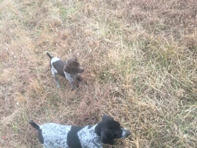 German Shorthaired Puppies