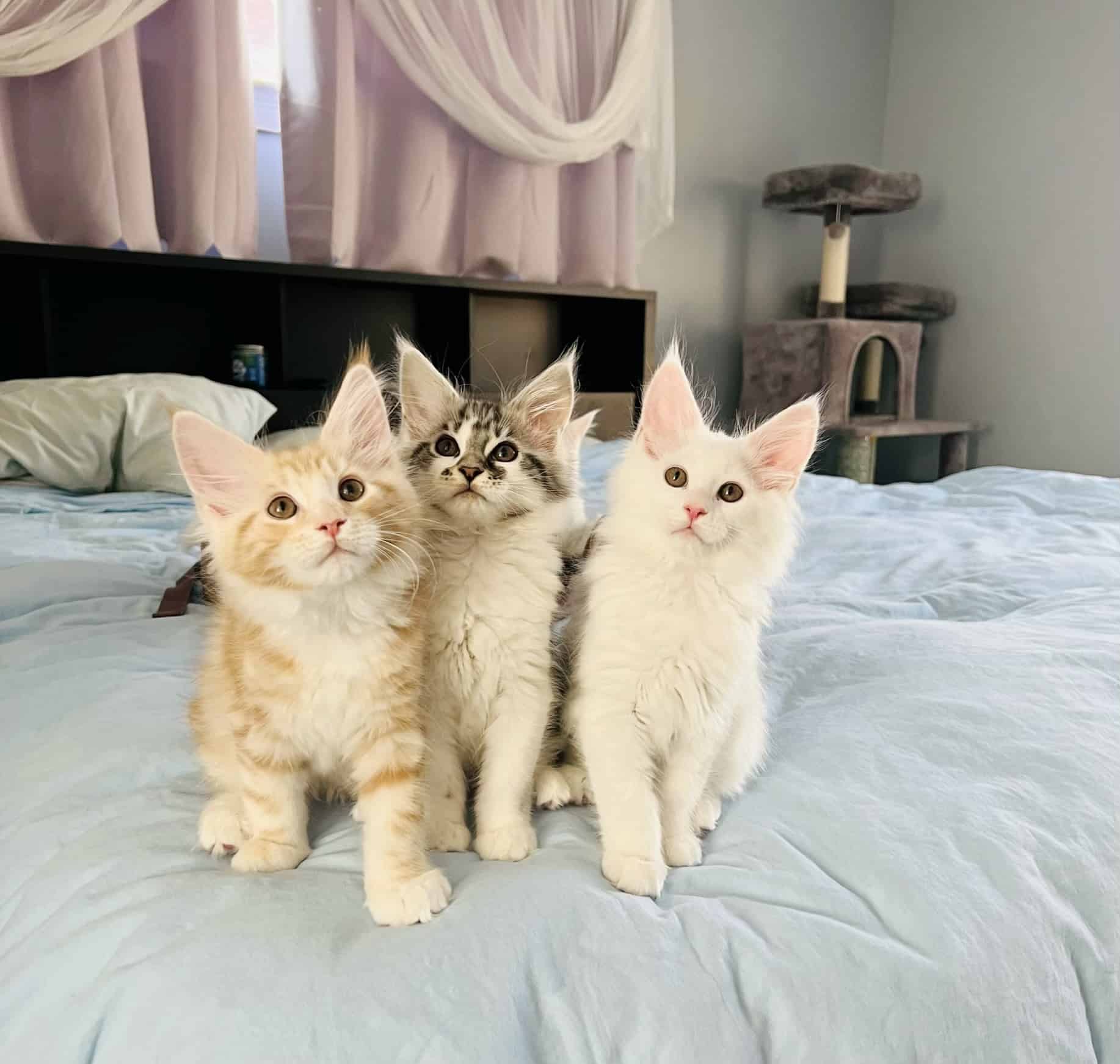 3 Maine Coon Kittens Remaining!!!