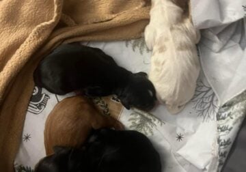 King Charles Cavalier Puppies For Sale