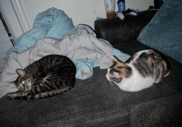 Two cats looking to rehome
