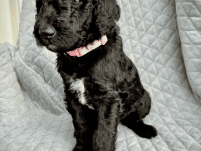 Black Female Standard Poodle