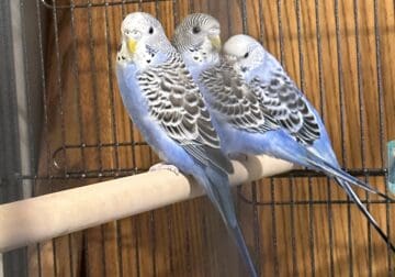 Budgie’s Needing a rehome