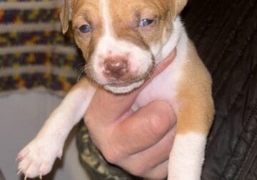 Pit Bull Puppies Females & Males