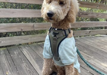 Golden doodle F1B apricot 1yr
