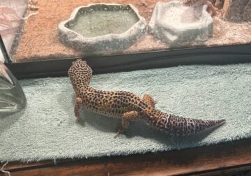 2 leopard geckos 4 sale