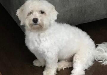 Talented and charming Havanese 6yrs old