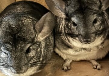 3 Chinchillas – Cage, food, toys, & bedding