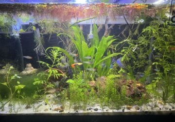20 GAL PLANTED TANK WITH FISH AND SUPLLIES