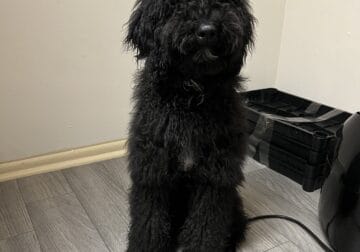6 month puppy