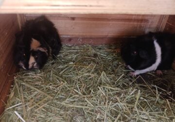 2 femal guinea pigs need a good home.
