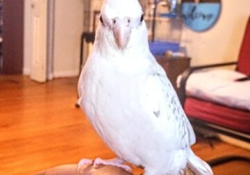 Male cockatiel for rehoming