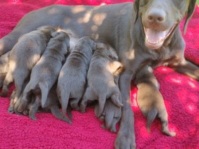 Akc chocolate Labrador puppies