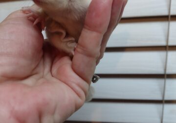 Sugar glider baby girl leucistic with lineage
