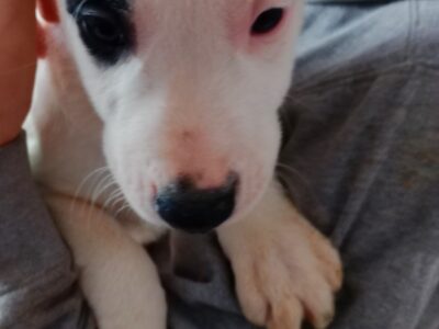 Pit bull and Great Pyrenees mix puppies