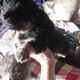 Small Yorkie Shihtzu and poodle mix puppies