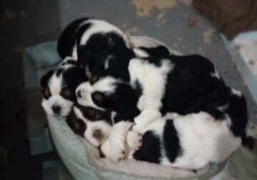 5 beautiful 6 week old female Springer puppies