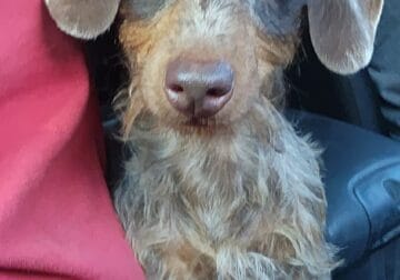 1 year old mini dachshund