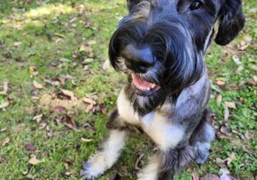 10 month Giant Schnauzer for sale