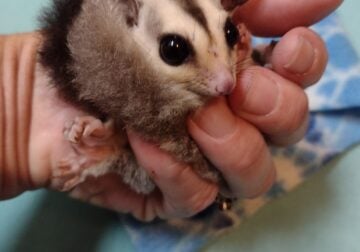 Sugar glider baby girl white faced pet or lineage
