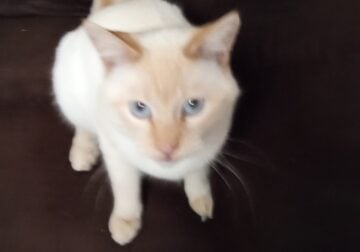 Flamepoint Siamese Male