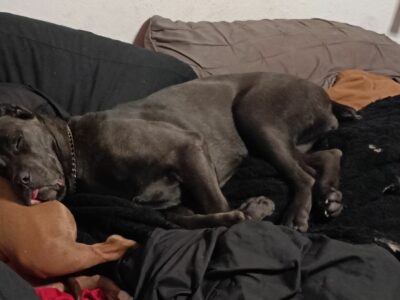 9 month old AKC registered female Cane Corso