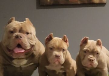 Micro Bullies Puppies For Sale