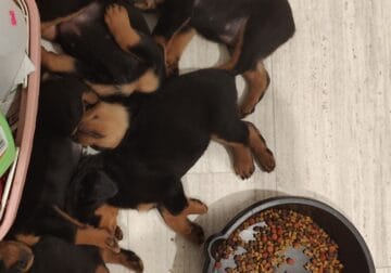 Rottweiler puppies 4Sale