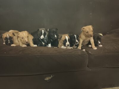 Nine puppies available for adoption Dec 16.