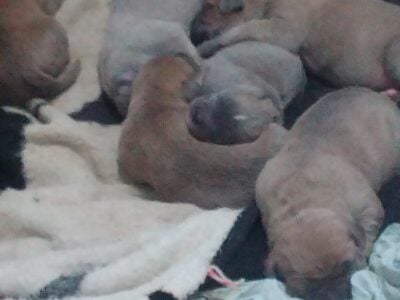 7 puppies 2 female 6 male