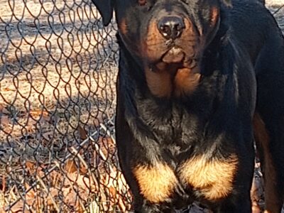 AKC REGISTERED ROTTWEILER PUPPIES JUST IN TIME FOR