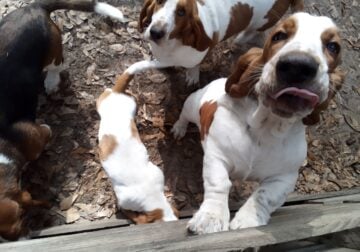 Free AKC Basset hound dogs