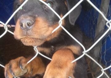 AKC REGISTERED ROTTWEILER PUPPIES ARE READY TO GO!