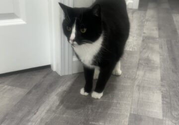 Rehoming Tuxedo Cat