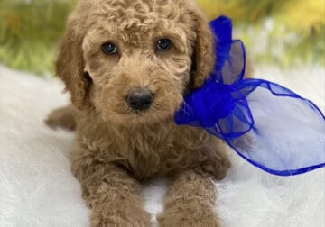 REHOME MINI GOLDENDOODLE