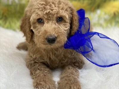 REHOME MINI GOLDENDOODLE