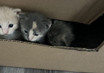 Half orange half grey Mainecoon kitten