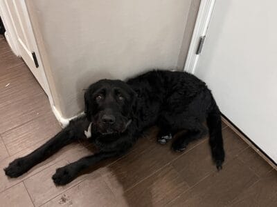 Rehoming labradoodle